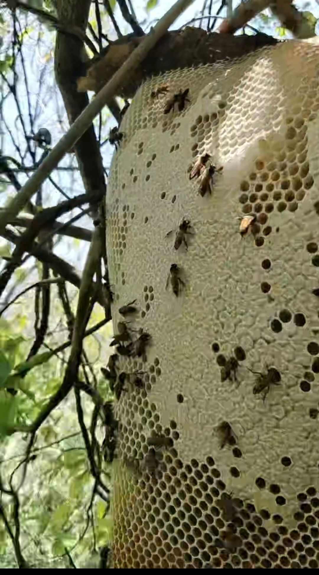 大挂蜜 马叉蜂蜜 树杈蜜 纯野生蜂蜜