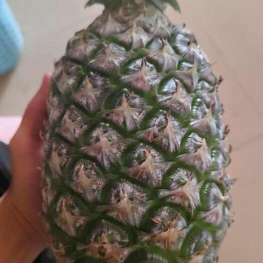 昌江县金砖17号