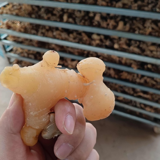 仁寿县黄精，老虎姜，猫儿姜，干货个子