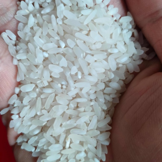 宾阳县肠粉米/切粉米/珍桂米/广西珍桂矮米批发淀粉高