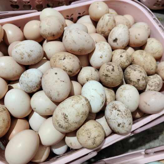 长沙县土鸡蛋