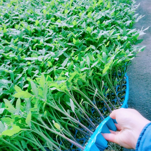 寿光市硬粉番茄苗  大果  露地 大棚种植品种西红柿苗
