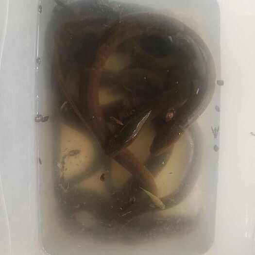  黄鳝