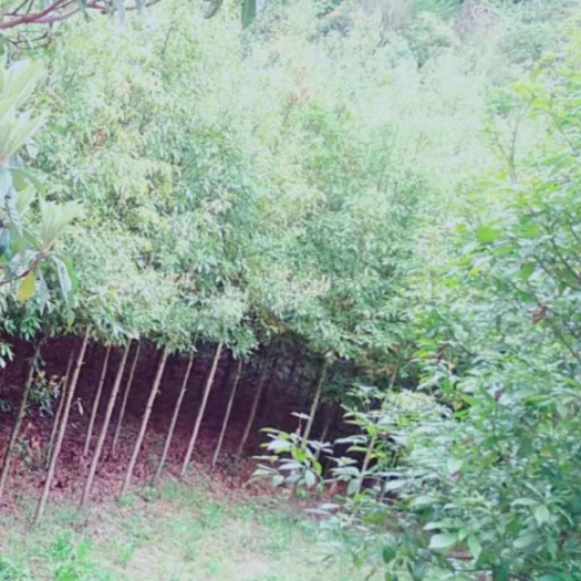 桑植县金丝楠木