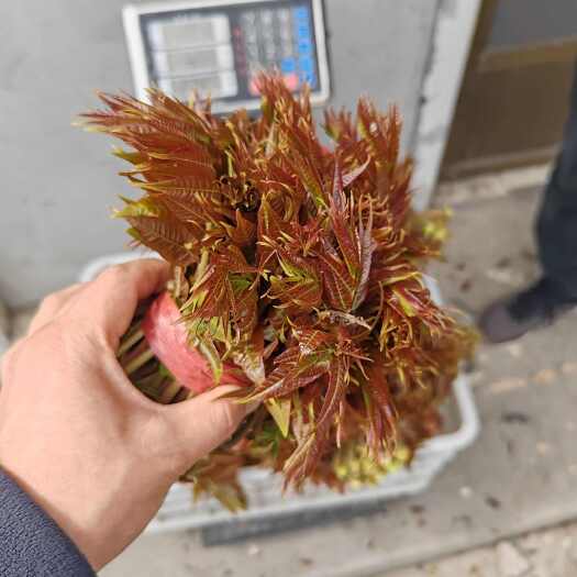 临朐县香椿芽临朐露天椿芽2024年实图