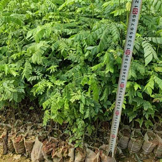 灵山县猴耳环苗