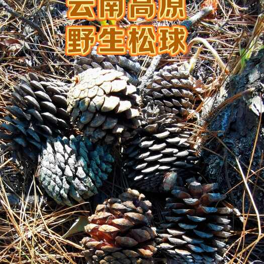 南华县云南高海拔山区松球松塔云南松松球松塔大量批发