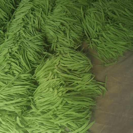 應(yīng)縣大扁架豆王小金豆白不老青椒牛角圓白菜