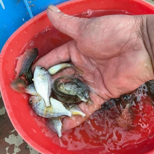 珠海黄脚立鱼苗批发，雕鱼批发