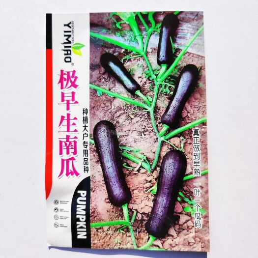 沭阳县黑皮南瓜种子极早生高产抗病耐旱极早熟肉嫩粉甜优质南瓜种籽
