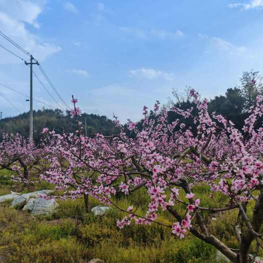 龙游县桃树