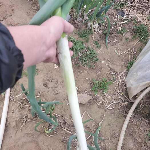 大葱