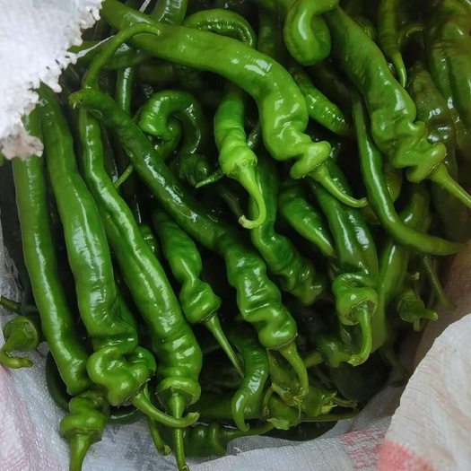 博白县线椒