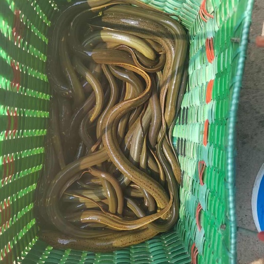 黄鳝