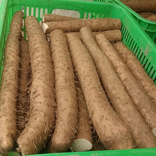 山东白玉山药新鲜上市一手货源商超电商批发大量现货