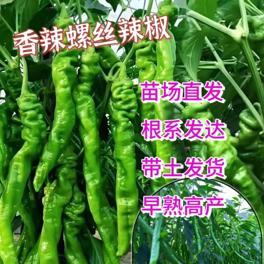 苏州优质螺丝椒苗螺丝椒秧苗香辣辣椒苗地栽盆栽蔬菜苗批发带土发货