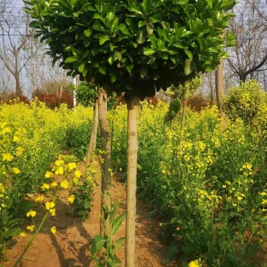 鄢陵县自家地里种植丝绵木，嫁接卫矛球，高度2米左右，需要联系