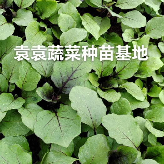 眉山茄子苗  长墨茄苗