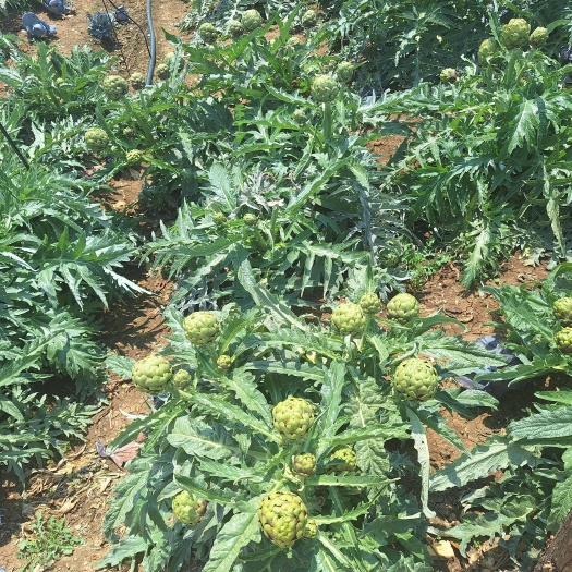 陆良县洋蓟，也叫朝藓蓟，