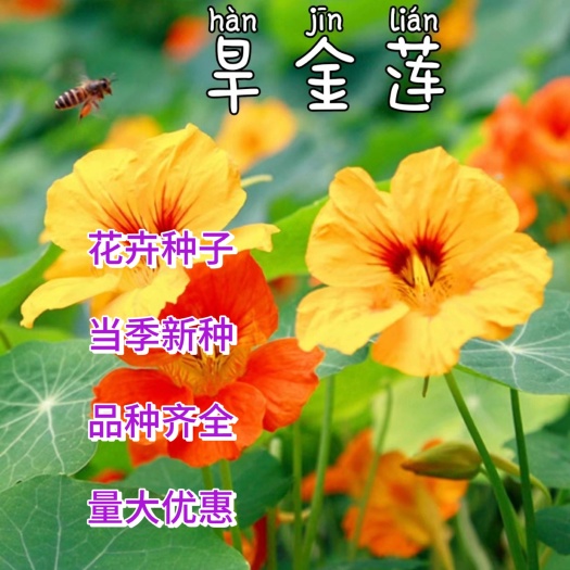 苏州旱金莲种子，盘旋鸟旱荷花籽，四季开花易种爬藤攀爬花卉种子批发