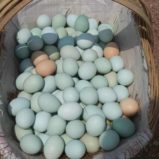 贵阳绿壳鸡蛋鸭蛋