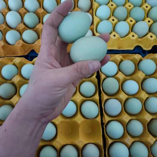 精品双色绿壳蛋    养殖场直供  量大从优