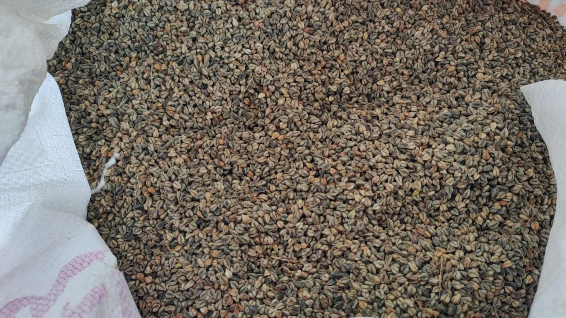 荞麦