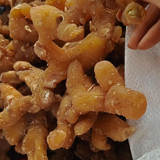 玉林黄精，姜黄精