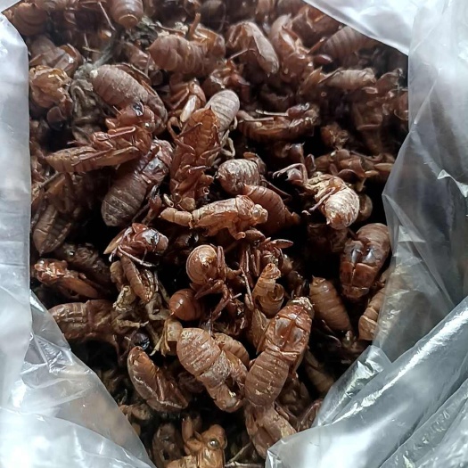 漳州蝉蜕