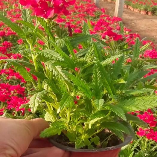 美女樱，草花美女樱，大红美女樱，