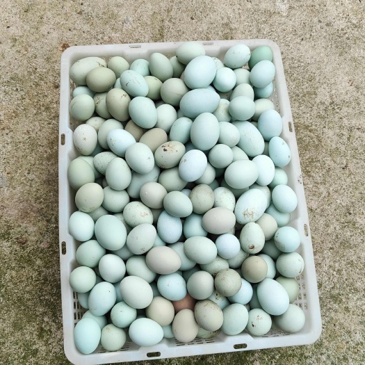 岑巩县绿壳鸡蛋土鸡蛋