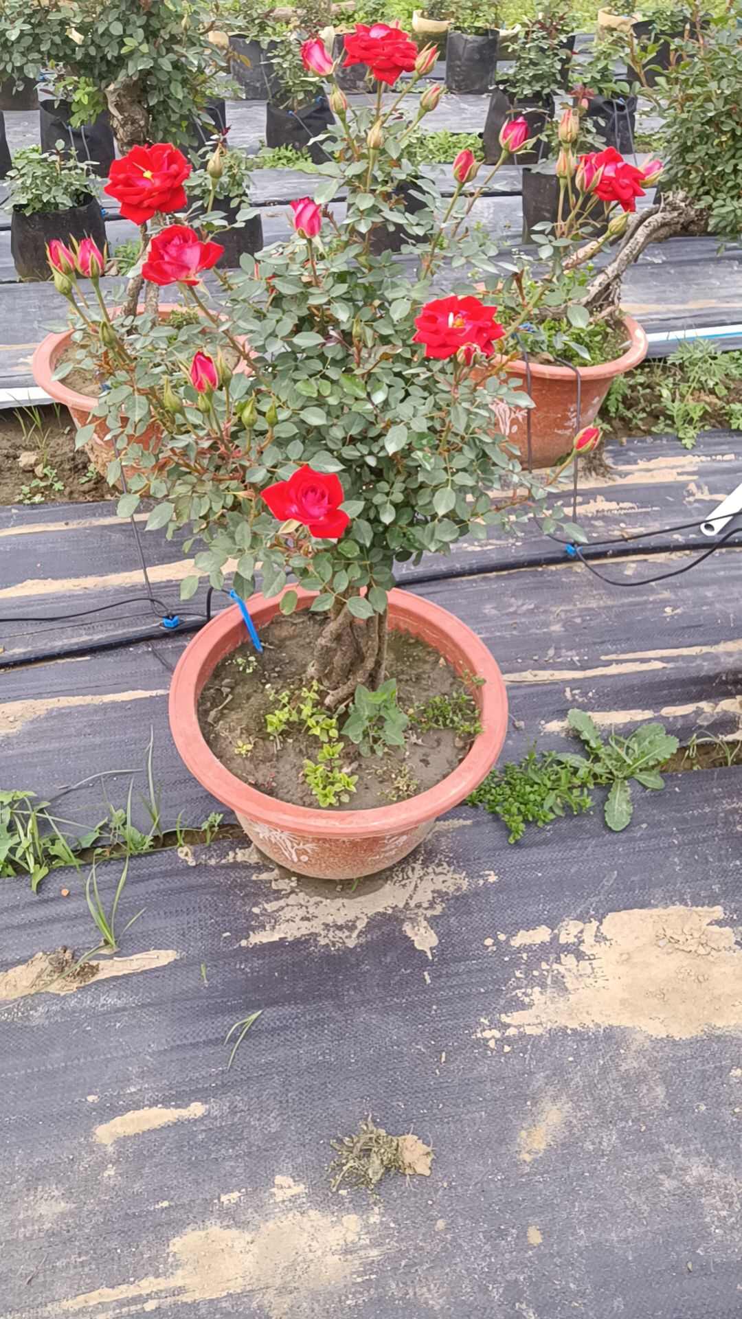 南阳提根盆景月季造型