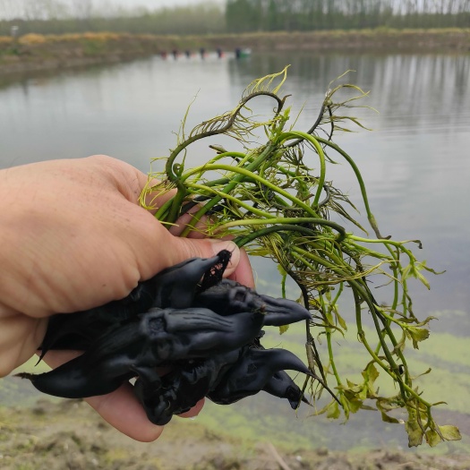 湖北仙桃新鲜菱角种苗 活力强易种植 成活率高发货快