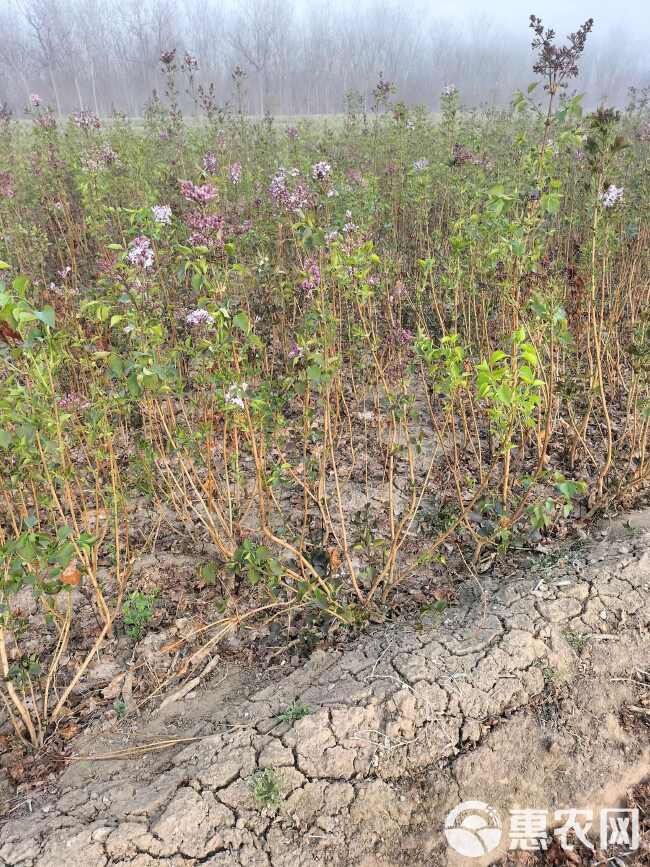 小叶丁香苗绿篱用苗多分支紫叶丁香杯苗土球裸根的1米以上