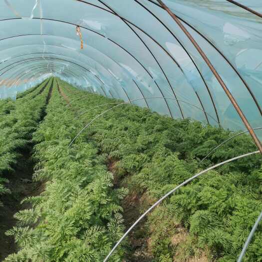 潍坊胡萝卜上市