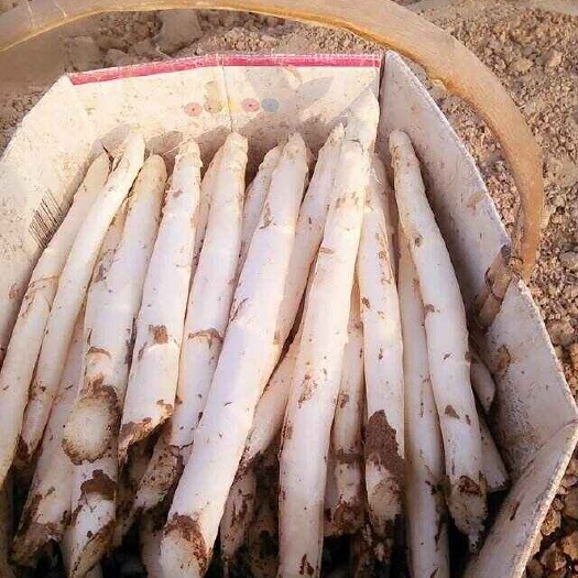 曹县山东曹县新鲜直供 白芦笋优质根茎蔬菜