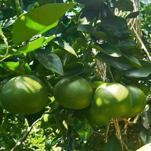 昆明来自南美洲的品质  巴巴西柚你从未吃过的品种！