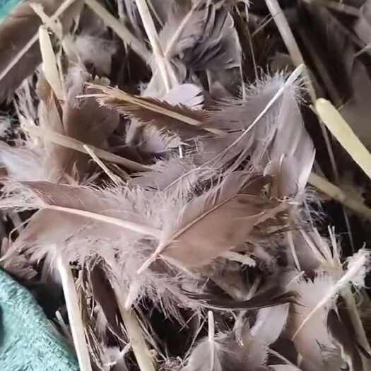 肇庆鹅毛毛杆