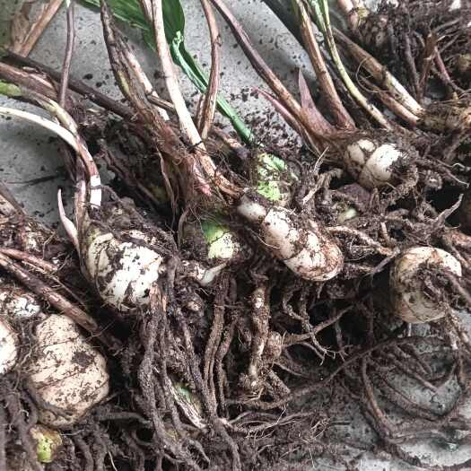 盈江县毛慈菇
