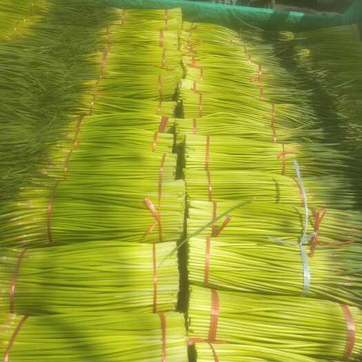 中牟县中牟县精品红帽蒜薹