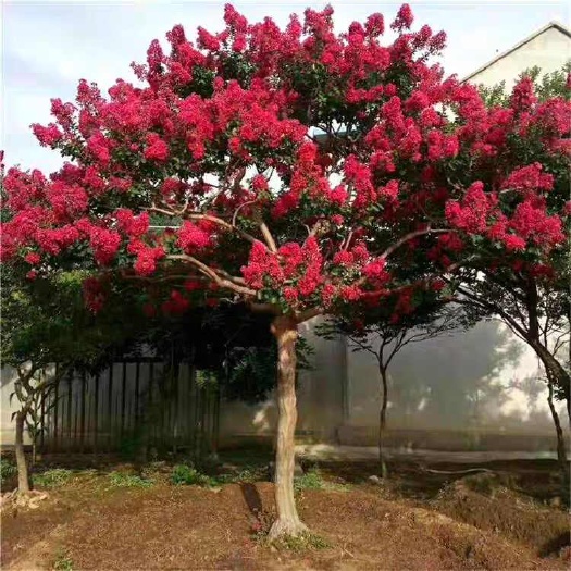 沭阳县紫薇树苗，红火箭紫薇，红火球红火箭紫薇树花卉庭院种植