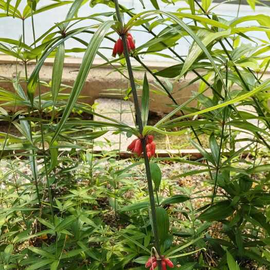 六盘水红花高杆滇黄精