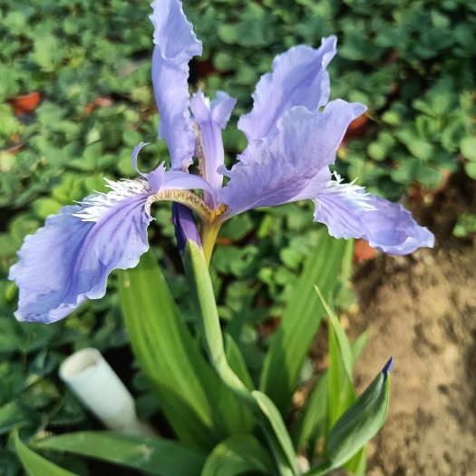 蓝花鸢尾 兰花鸢尾 鸢尾 死苗补发 量大可优惠