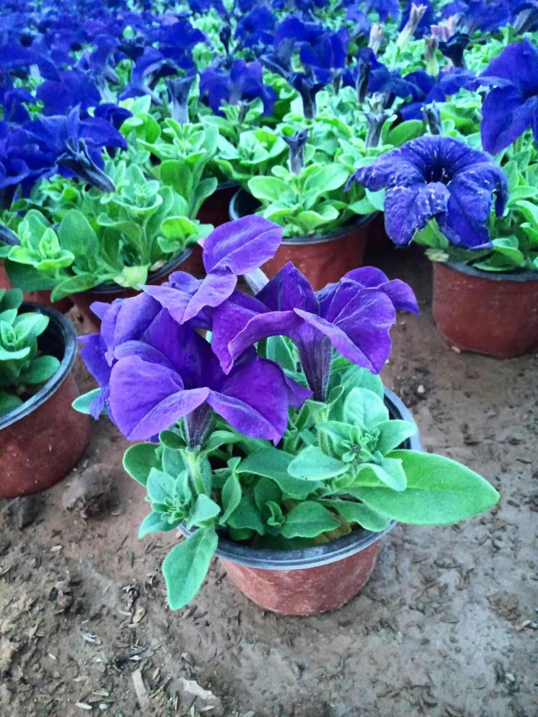 矮牵牛 牵牛花 观花植物 量大优惠