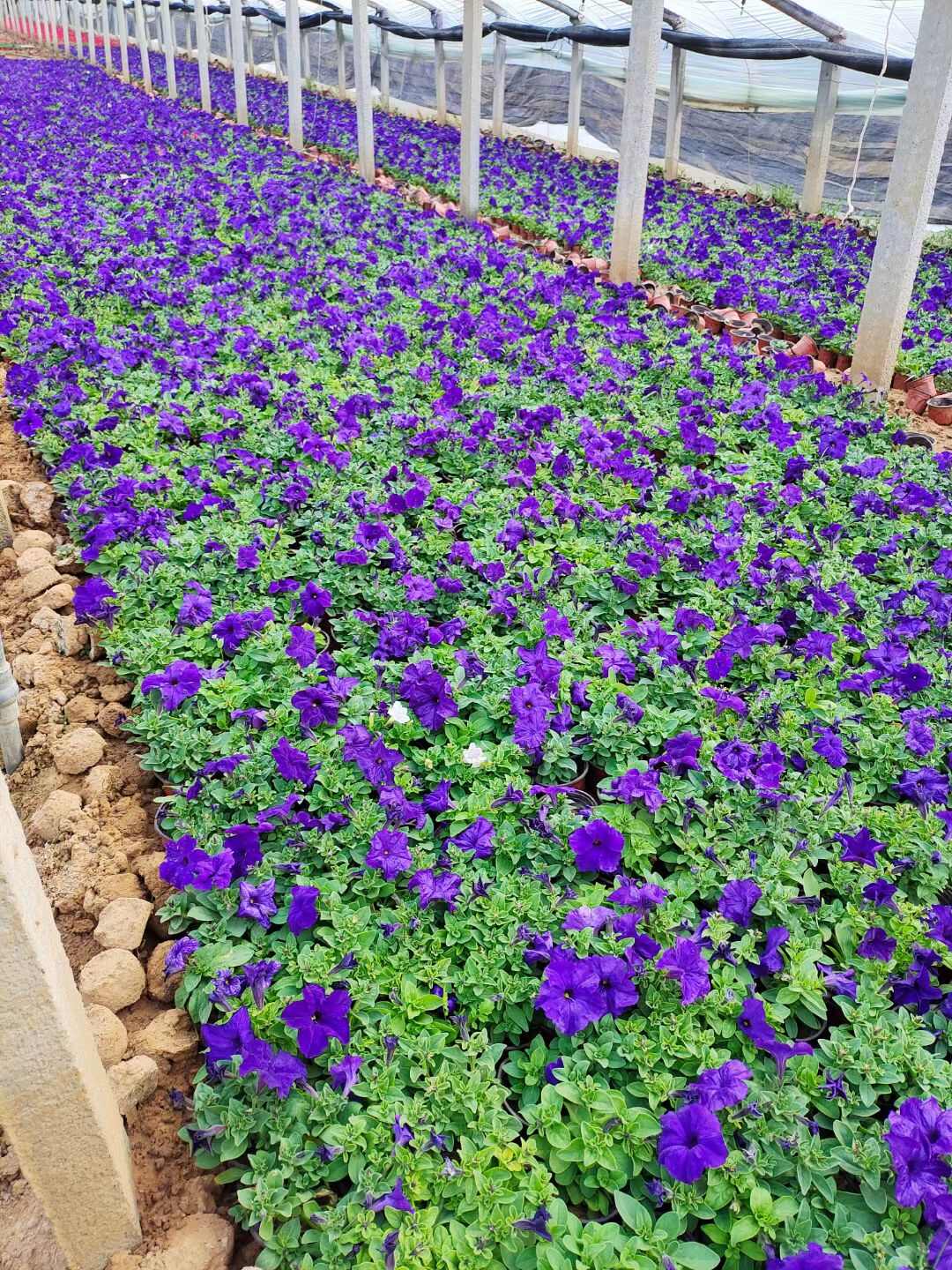矮牵牛 牵牛花 观花植物 量大优惠