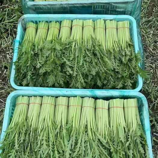 南通茼蒿