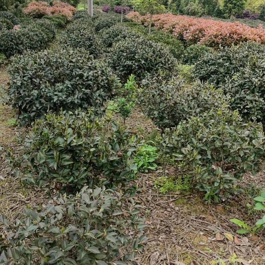 长沙茶梅球