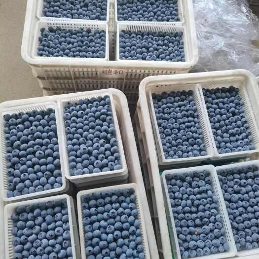 沂水县蓝莓大量上市了，品种齐全，现摘现发货源充足，保质保量