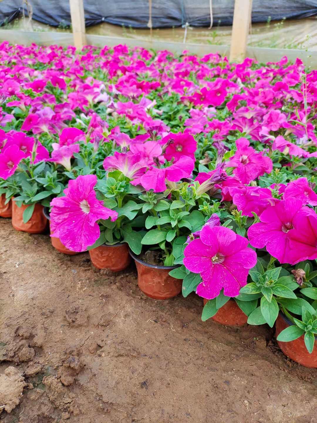 矮牵牛 牵牛花 观花植物 量大优惠