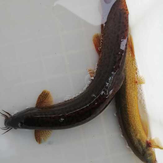 湖北潜江稻田泥鳅（一手货源）